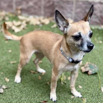 Roxy -  Chihuahua and Miniature Dachshund Dog for Adoption in Rochester, Minnesota - Roxy | PetCurious