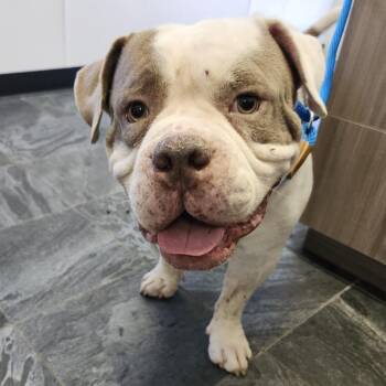 Tokyo -  English Bulldog and Mixed Breed Dog for Adoption in Clearwater, Florida - Tokyo | PetCurious