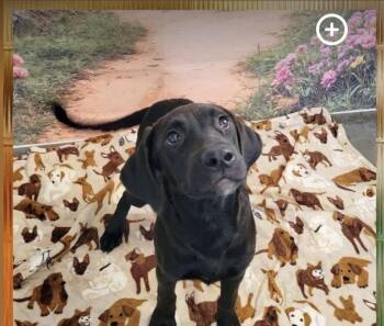 Dahlia -  Labrador Retriever and Retriever Dog for Adoption in Newport, New Hampshire - Dahlia | PetCurious