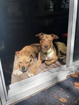 Farina -  Pit Bull Terrier and Mixed Breed Dog for Adoption in Atlanta, Georgia - Farina | PetCurious