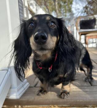 Dachshund Dogs Available for Adoption - Beans | PetCurious