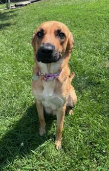 Freya -  Mixed Breed Dog for Adoption in Yorkville, Illinois - Freya | PetCurious