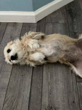 Donkey -  Terrier Dog for Adoption in Eugene, Oregon - Donkey | PetCurious