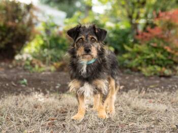 Gordon -  Wirehaired Dachshund Dog for Adoption in Portland, Oregon - Gordon | PetCurious