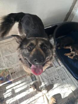 Stanleigh -  Norwegian Elkhound and Shepherd Dog for Adoption in Winnipeg, Manitoba - Stanleigh | PetCurious