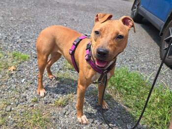 AppleJack -  Feist and American Staffordshire Terrier Dog for Adoption in Trenton, New Jersey - AppleJack | PetCurious
