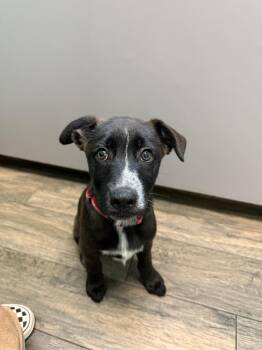 Ranger -  Labrador Retriever Dog for Adoption in Dallas, Texas - Ranger | PetCurious