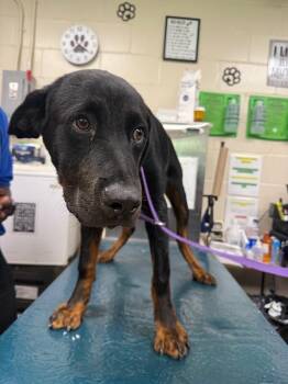 Boston -  Rottweiler Dog for Adoption in Mobile, Alabama - Boston | PetCurious
