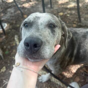 Merlot 6364 -  Mixed Breed Dog for Adoption in Columbus, Georgia - Merlot 6364 | PetCurious
