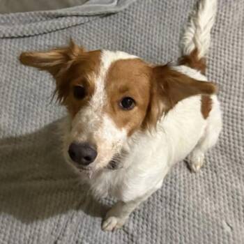 Spaniel and Collie Dogs Available for Adoption in San Diego, California - Japan - Waitlist Closed! | PetCurious