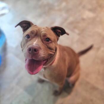 Rescue Mixed Breed Dogs for Adoption in Port Charlotte, Florida - Penny | PetCurious