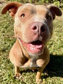 Rescue Mixed Breed Dogs for Adoption in Port St. Joe, Florida - Flo | PetCurious