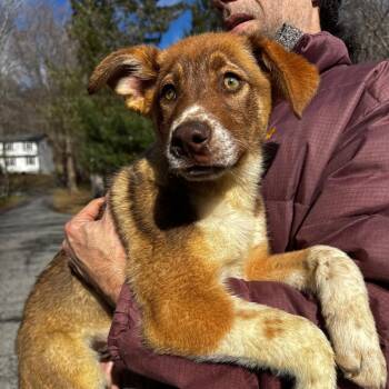 Australian Shepherd Dogs Available for Adoption - NY Sam Elliot Avail Mar 21 (Tractor Supply Patterson NY) | PetCurious