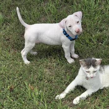 Swedish Fish -  Mixed Breed Dog for Adoption in Springboro, Ohio - Swedish Fish | PetCurious