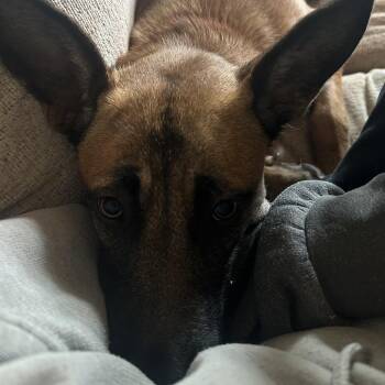 Lilly -  Belgian Shepherd Malinois and Mixed Breed Dog for Adoption in New Fairfield, Connecticut - Lilly | PetCurious