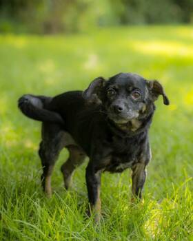 NEBULA (0079) -  Chihuahua Dog for Adoption in Bridgeport, Connecticut - NEBULA (0079) | PetCurious