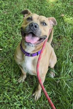 Rescue Pit Bull Terrier Dogs for Adoption in Philadelphia, Pennsylvania - Pakkun | PetCurious