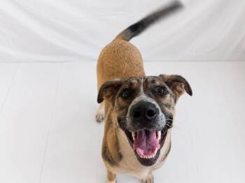 Maybelline -  Mixed Breed Dog for Adoption in Chickasha, Oklahoma - Maybelline | PetCurious