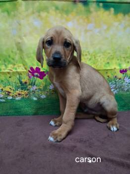 Labrador Retriever Dogs Available for Adoption in Urbana, Ohio - Carson | PetCurious