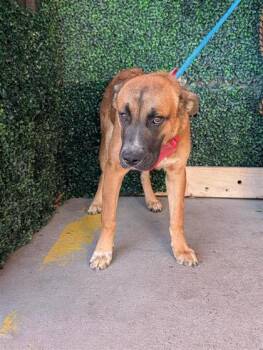 61613687 -  Shepherd and Mixed Breed Dog for Adoption in El Paso, Texas - 61613687 | PetCurious