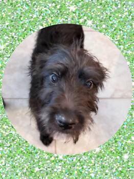 Scottish Terrier and Schnauzer Dogs Available for Adoption in Chandler, Arizona - FIG | PetCurious