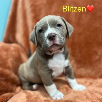 Rescue Black Mouth Cur and Mixed Breed Dogs for Adoption in Merritt Island, Florida - Blitzen | PetCurious