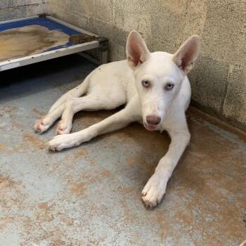 Nezuko -  Shepherd Dog for Adoption in Edinburg, Texas - Nezuko | PetCurious