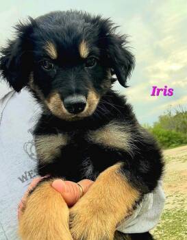 Saint Bernard and Labrador Retriever Dogs Available for Adoption in Norfolk, Massachusetts - Iris | PetCurious