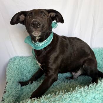 Brachiosaurus -  Mixed Breed Dog for Adoption in Canal Winchester, Ohio - Brachiosaurus | PetCurious