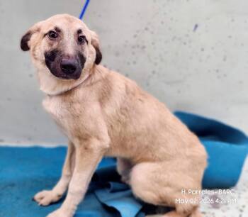 German Shepherd Dog and Mixed Breed Dogs Available for Adoption in Houston, Texas - TESS | PetCurious