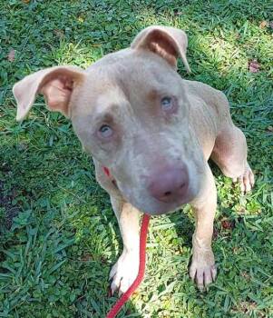 SALTY -  American Staffordshire Terrier Dog Available for Adoption in Fort Lauderdale, Florida - SALTY | PetCurious