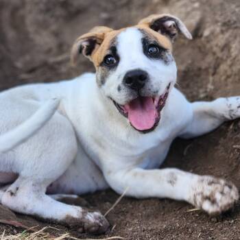 Rescue Mixed Breed Dogs for Adoption in Newton, Iowa - Debra | PetCurious