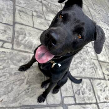 Rescue Black Labrador Retriever and Boxer Dogs for Adoption in Reisterstown, Maryland - Sammy (Sonia) | PetCurious
