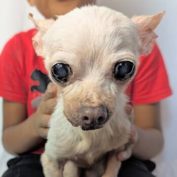 Rescue Chihuahua Dogs for Adoption in Romeoville, Illinois - Mildred | PetCurious