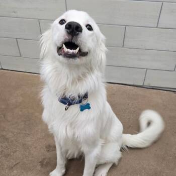 Nestor -  Great Pyrenees and Mixed Breed Dog for Adoption in Chicago, Illinois - Nestor | PetCurious