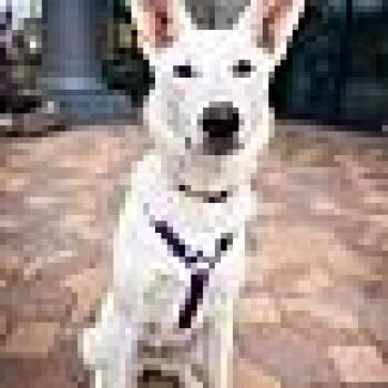 Elsa -  Shepherd Dog Available for Adoption in Las Vegas, Nevada - Elsa | PetCurious