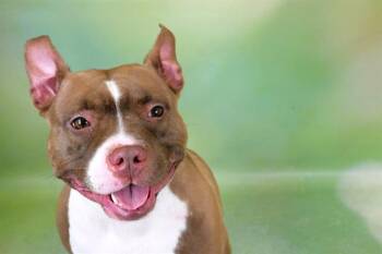 Rescue Pit Bull Terrier Dogs for Adoption in Fort Lauderdale, Florida - ROSIE | PetCurious