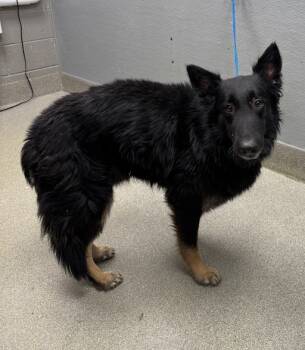 Rescue Belgian Shepherd Malinois Dogs for Adoption in Las Vegas, Nevada - RICO | PetCurious