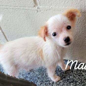 Mavis -  Chihuahua Dog for Adoption in Buchanan Dam, Texas - Mavis | PetCurious