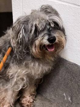 COCO -  Yorkshire Terrier Dog for Adoption - COCO | PetCurious