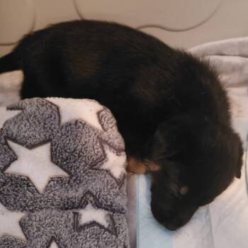 Rescue Cattle Dog and Australian Shepherd Dogs for Adoption in Riverside, California - Igloo | PetCurious