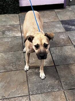 Atria* -  Shepherd and Mixed Breed Dog for Adoption in El Paso, Texas - Atria* | PetCurious