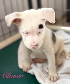 Clover -  Australian Shepherd and Mixed Breed Dog for Adoption in St. Augustine, Florida - Clover | PetCurious