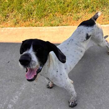 Bart (FOSTER OR ADOPT) Crystal Springs, Mississippi) -  German Wirehaired Pointer and Mixed Breed Dog for Adoption in Santa Rosa, California - Bart (FOSTER OR ADOPT) Crystal Springs, Mississippi) | PetCurious