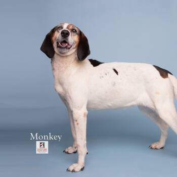 Rescue Hound Dogs for Adoption in Ridgely, Maryland - Monkey | PetCurious