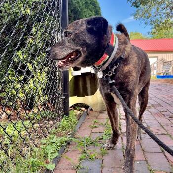 Moose -  Mixed Breed Dog for Adoption in Kennebunk, Maine - Moose | PetCurious
