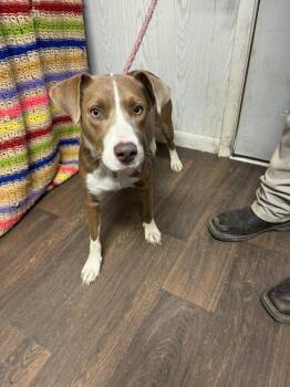 MELVIN -  Terrier Dog for Adoption in Opelousas, Louisiana - MELVIN | PetCurious