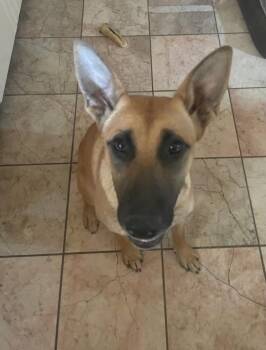 Deliah -  Belgian Shepherd Malinois Dog for Adoption in Lodi, California - Deliah | PetCurious