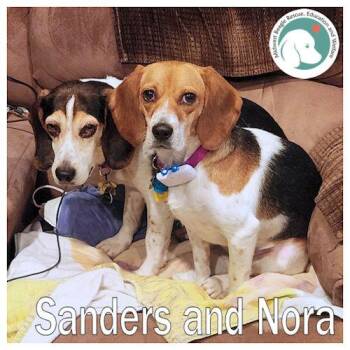 Beagle Dogs Available for Adoption in Beach Park, Illinois - Sanders And Nora (Bonded Pair) | PetCurious