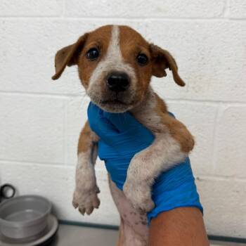 Felicia -  Pit Bull Terrier Dog for Adoption in Edinburg, Texas - Felicia | PetCurious